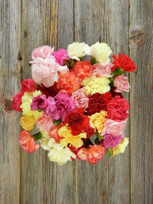 ASSORTED MINI CARNATIONS